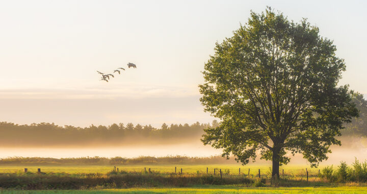 Sustainable Architecture: Building for a Better Tomorrow